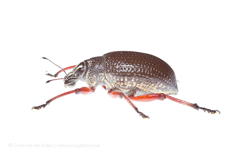 <!--Catasarcus ashphaltinus, Common red-legged weevil-->